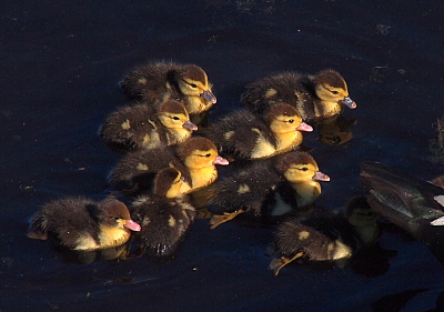 [Nine of the ducklings swim behind the mother. Some have bills which appear pink while others have darker sections on the bills. Two ducklings have just completed a stroke with their feet and the outstretched foot is visible just below the water's surface.]